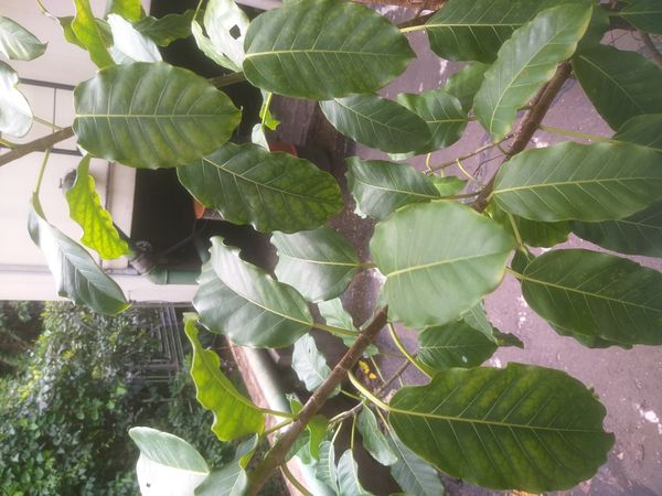 Identificação da planta Gameleira-branca por foto