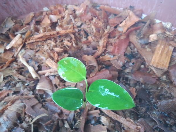 Identificação da planta Japecanga por foto