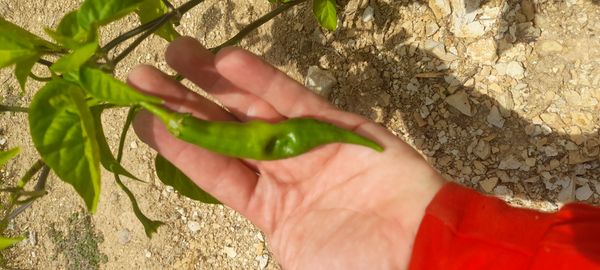 Identificação da planta Pimenta por foto