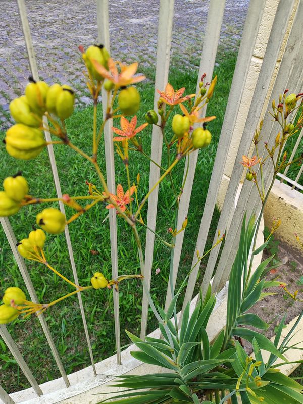 Identificação da planta Flor-leopardo por foto