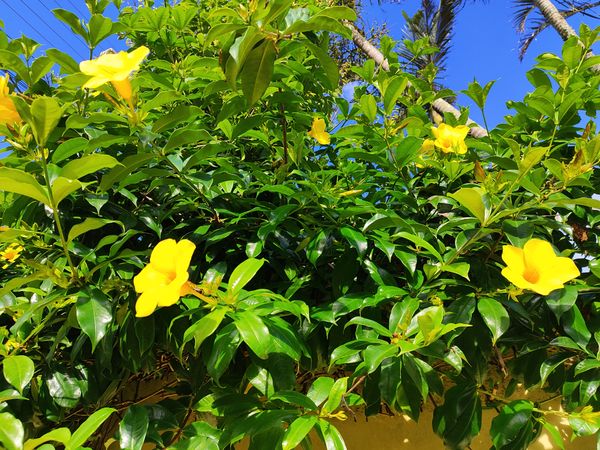 Identificação da planta Alamanda por foto