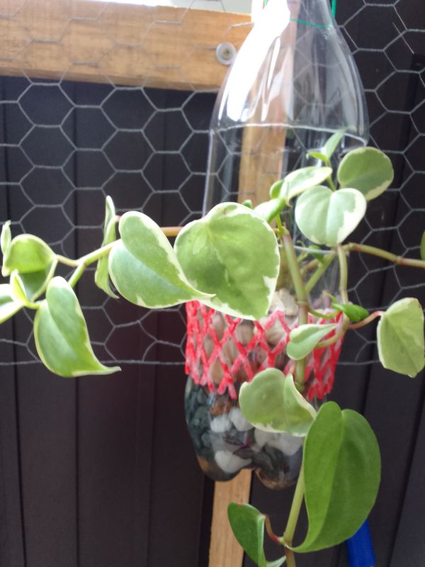 Identificação da planta Oriri por foto