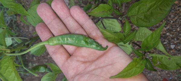 Identificação da planta Malagueta por foto