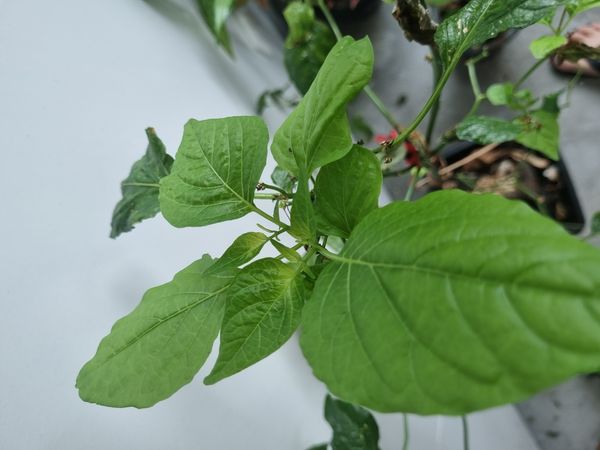 Identificação da planta Malagueta por foto