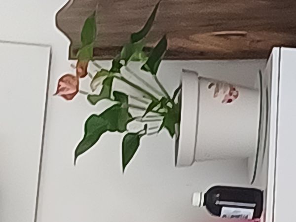 Identificação da planta Micro antúrio por foto