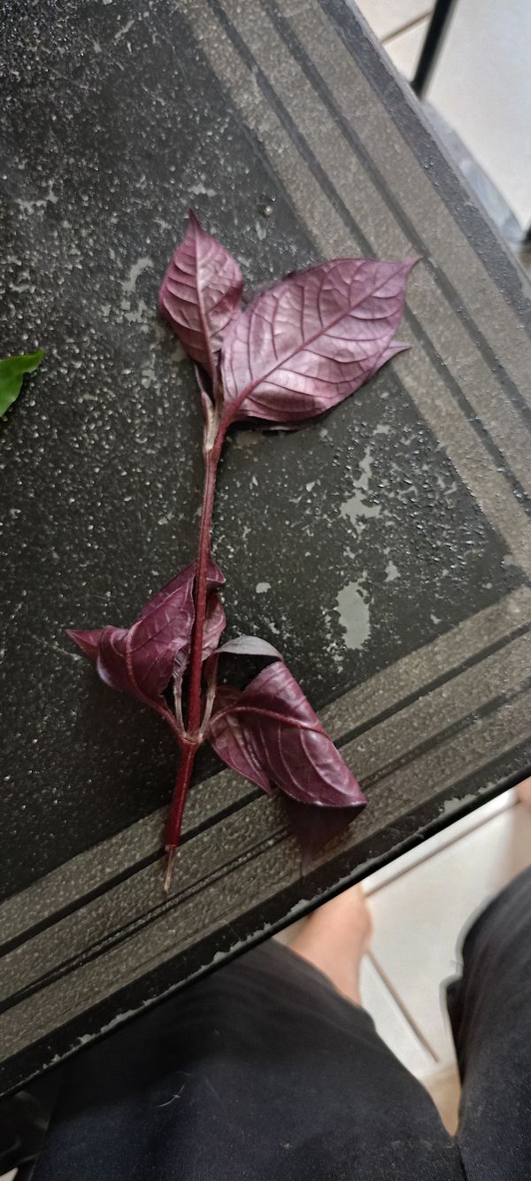 Identificação da planta Penicuíca por foto