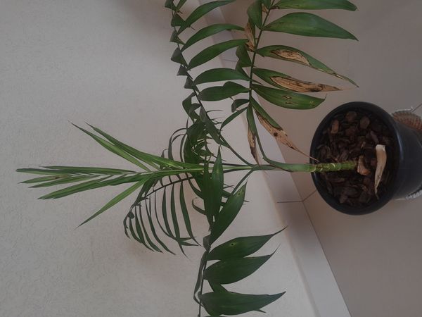 Identificação da planta Palmeira-ráfis por foto