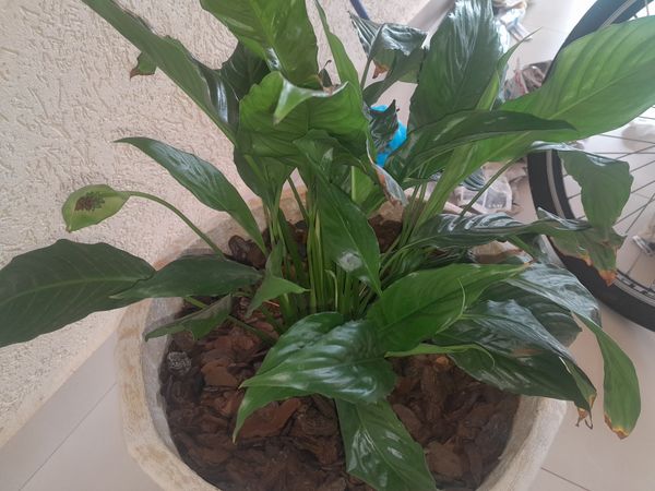 Identificação da planta Lírio da paz por foto