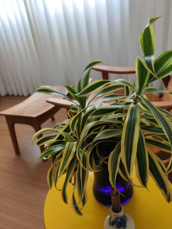 Identificação da planta Pleomele por foto