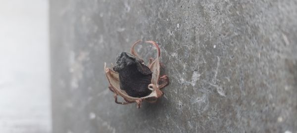 Identificação da planta Vinagreira por foto