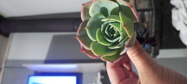 Identificação da planta Glauca por foto