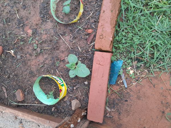 Identificação da planta Caruru-de-mancha por foto