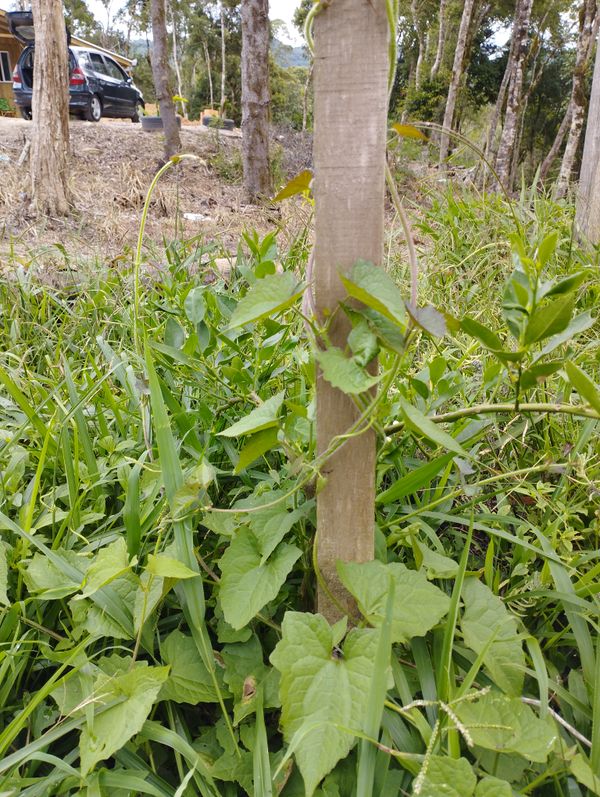 Identificação da planta Serrapilheira por foto