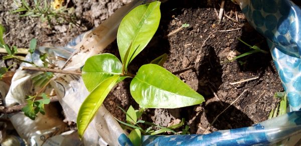 Identificação da planta Grumixama por foto