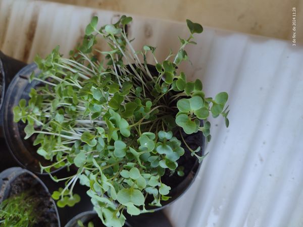 Identificação da planta Orelha-de-rato por foto