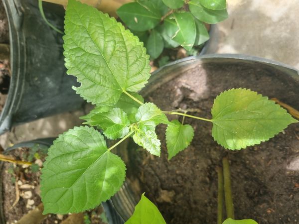 Identificação da planta Cabelo-de-negro por foto