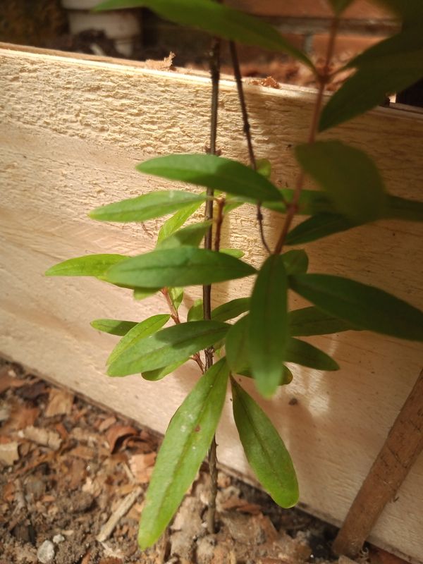 Identificação da planta Romã por foto
