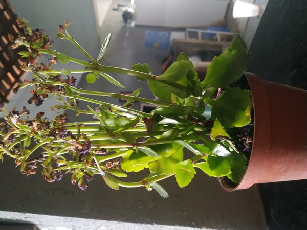 Identificação da planta Flor da fortuna por foto
