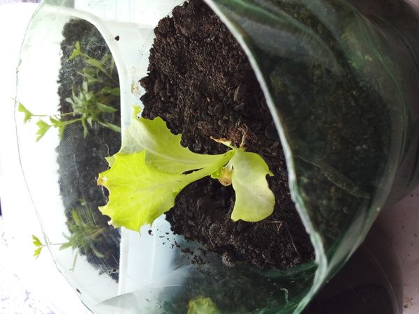 Identificação da planta Alface por foto