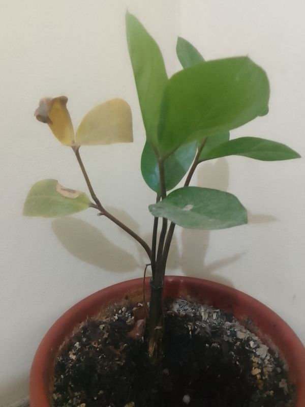 Identificação da planta Zamioculcas por foto