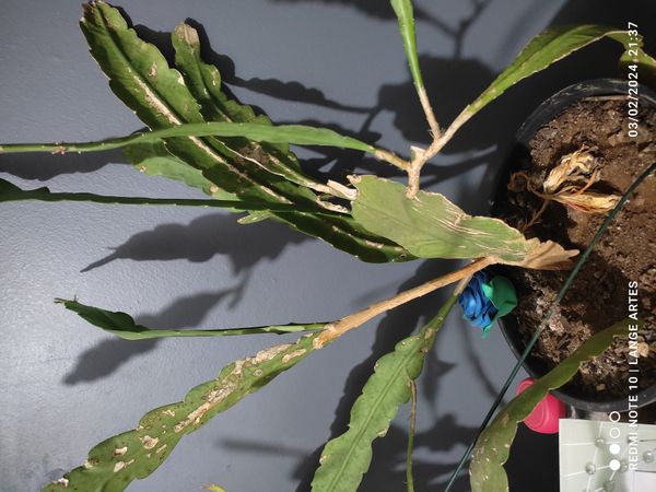 Identificação da planta Cacto-orquídea por foto