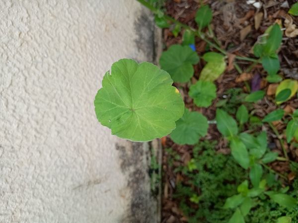 Identificação da planta Malva-cheirosa por foto