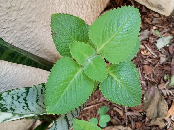 Identificação da planta Ajowan por foto