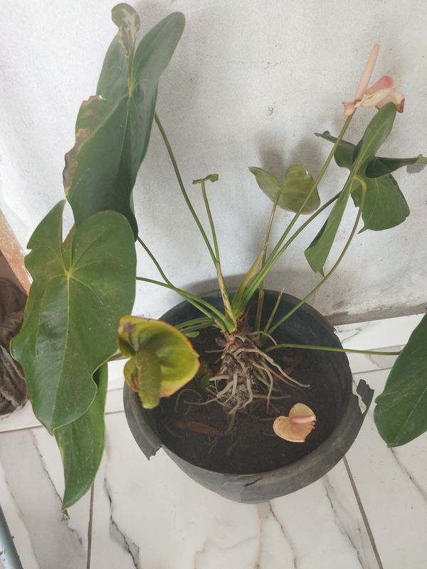 Identificação da planta Antúrio por foto
