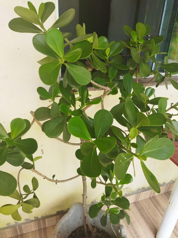 Identificação da planta Abaneiro por foto