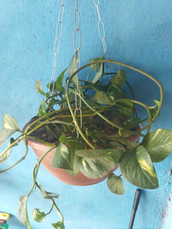 Identificação da planta Jiboia por foto