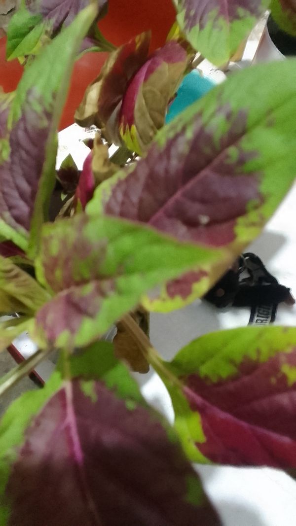 Identificação da planta Bredo por foto