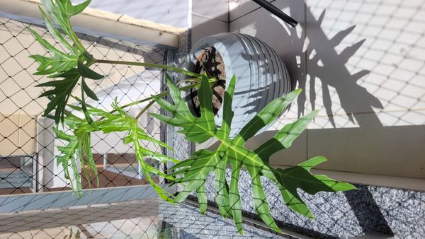 Identificação da planta Guaimbê por foto