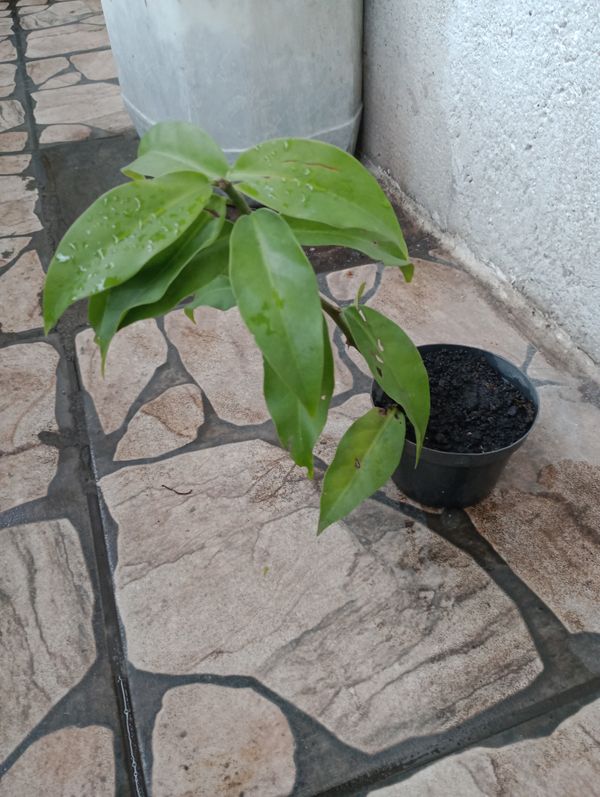 Identificação da planta Ora-pro-nóbis por foto