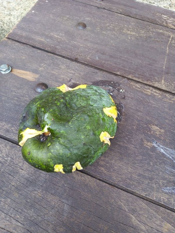 Identificação da planta Araticum-de-brejo por foto