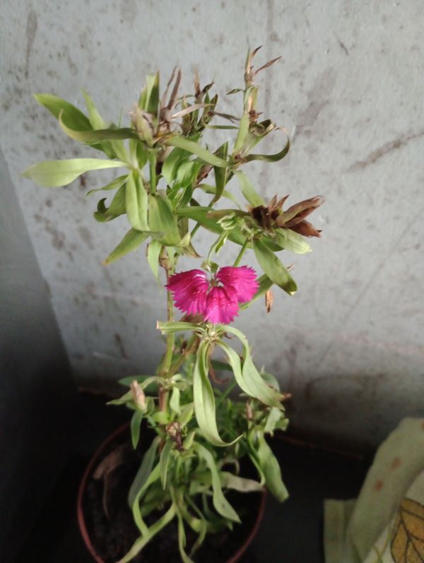 Identificação da planta Cravina por foto
