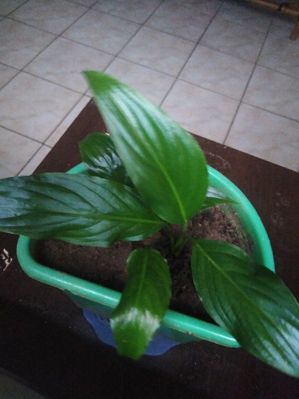 Identificação da planta Como cuida do lirio por foto