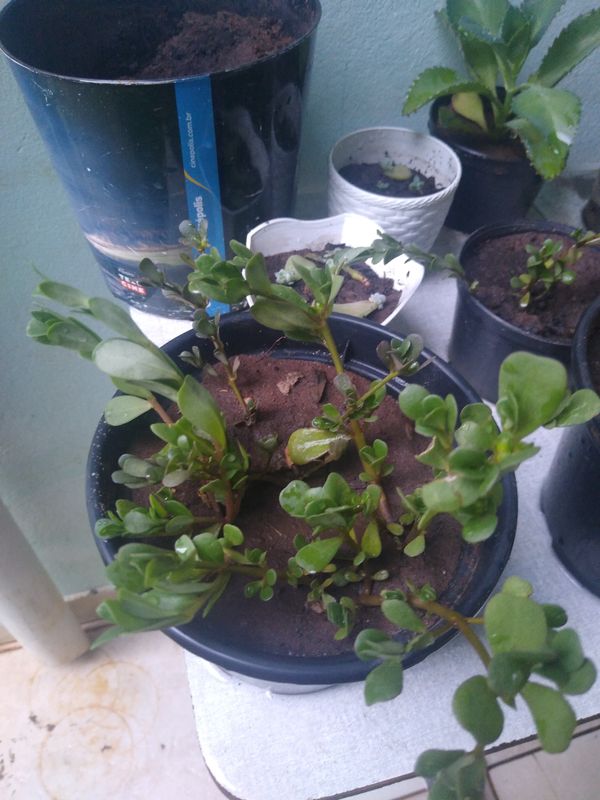 Identificação da planta Portulaca por foto