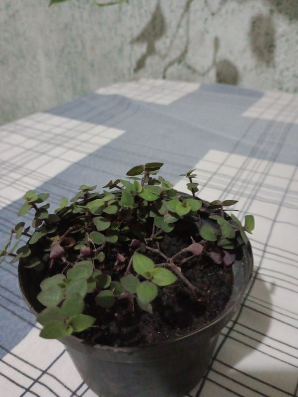 Identificação da planta Tradescantia-nanica por foto
