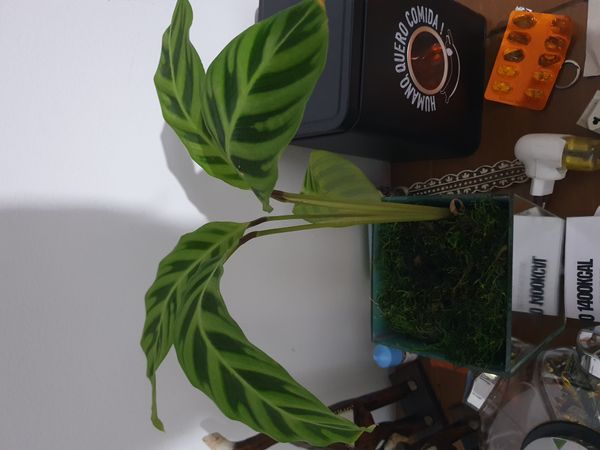 Identificação da planta Maranta-zebrina por foto
