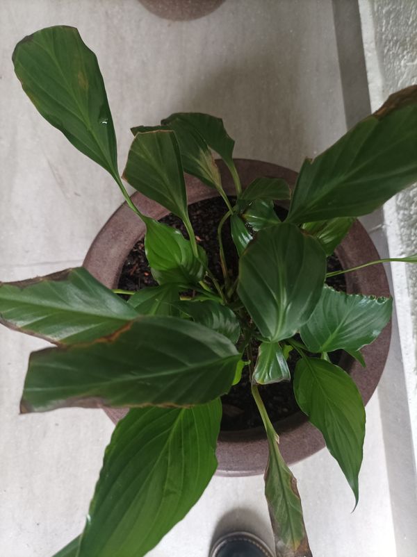 Identificação da planta Como cuida do lirio por foto