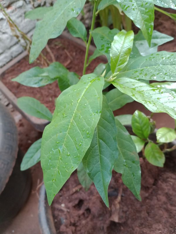 Identificação da planta Guiné por foto