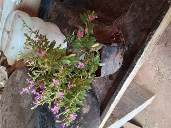 Identificação da planta Falsa-érica por foto