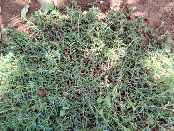 Identificação da planta Carrapicho-de-agulha por foto