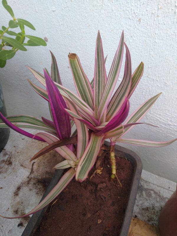 Identificação da planta Abacaxi-roxo por foto