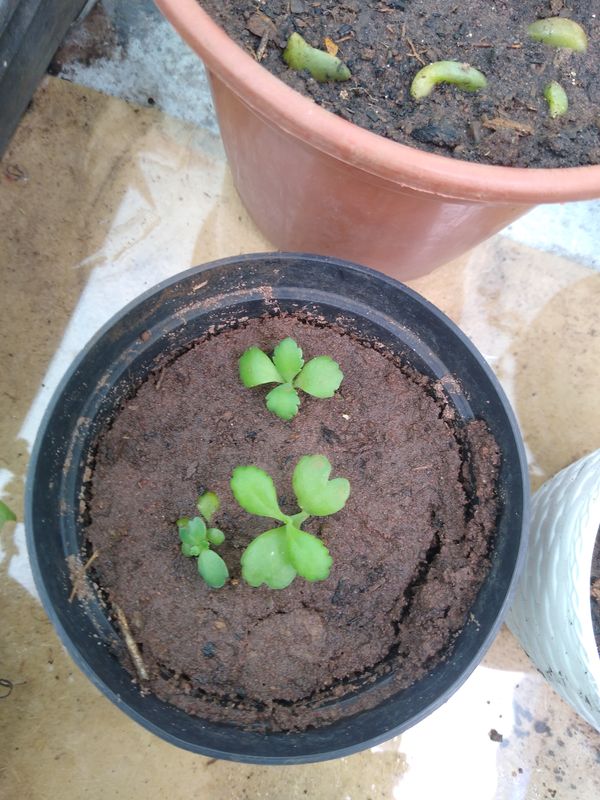 Identificação da planta Mãe-de-milhares por foto