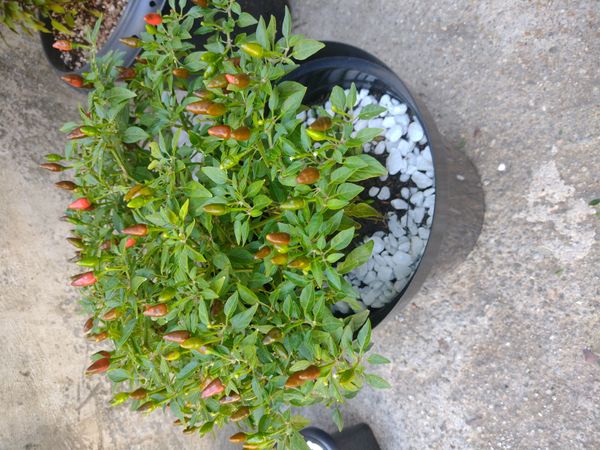 Identificação da planta Malagueta por foto