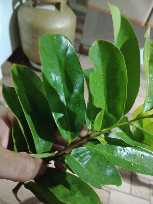 Identificação da planta Graviola por foto