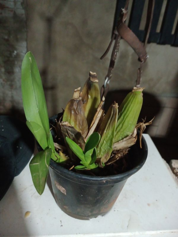 Identificação da planta Chuva-de-ouro por foto
