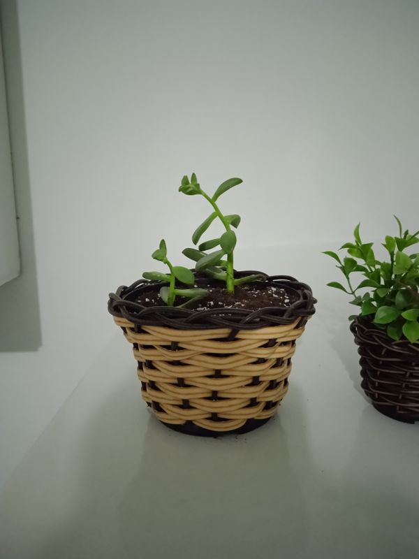 Identificação da planta Colar-de-réis por foto