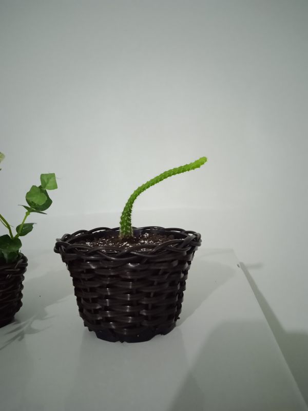 Identificação da planta Cacto amendoim por foto